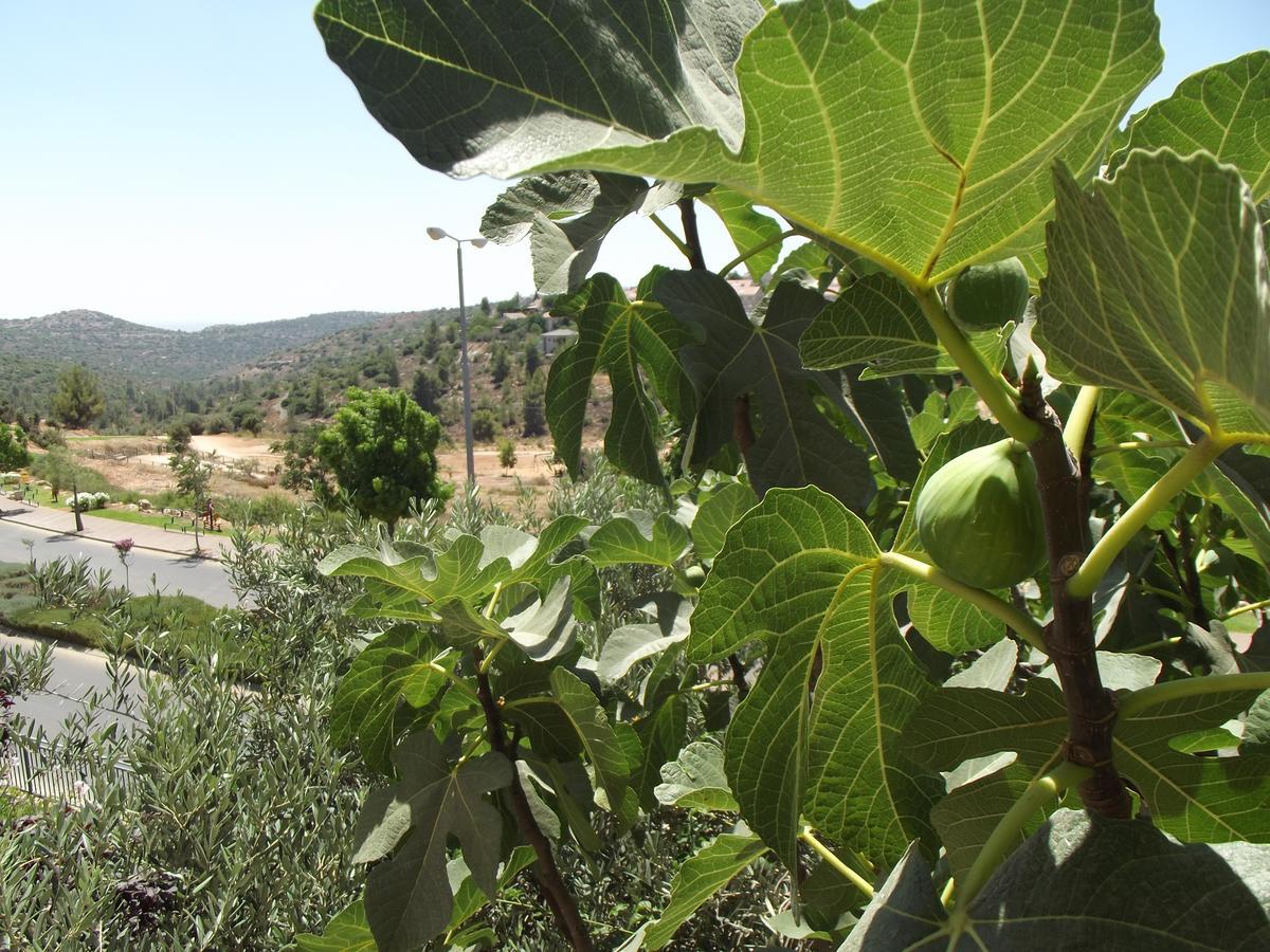 Sweet Home In Jerusalem Mountains Tzur Hadassah Esterno foto